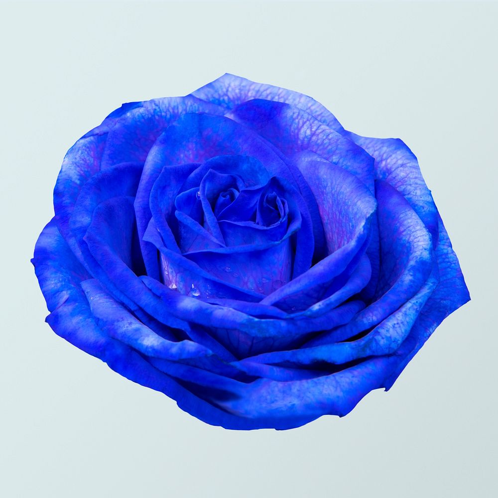 Blue rose flower, closeup shot