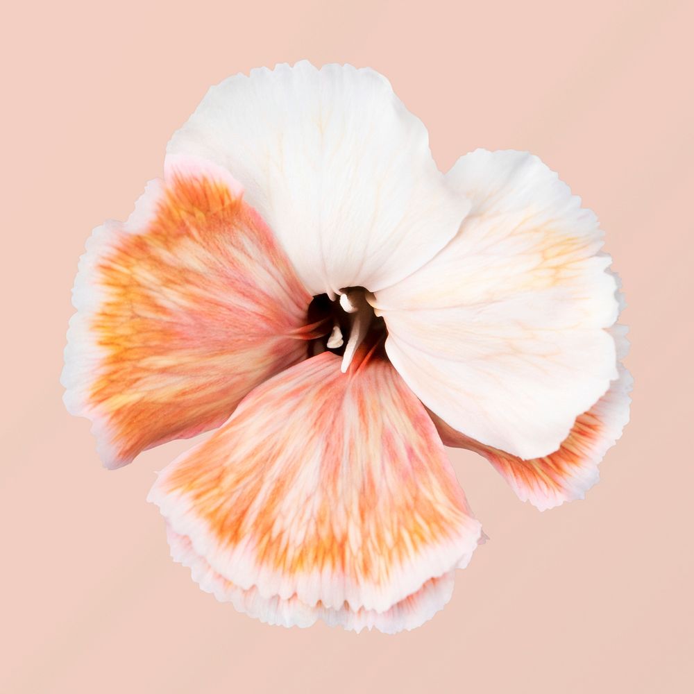 Dianthus flower, collage element psd