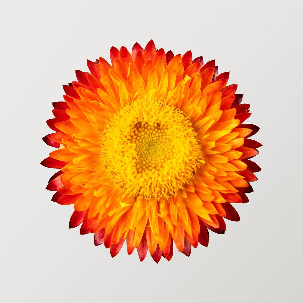 Orange everlasting flower, closeup shot