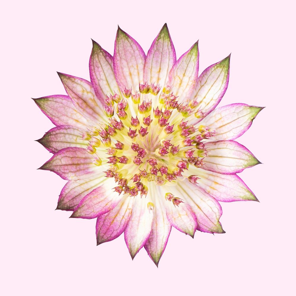 Pink masterwort flower, closeup shot
