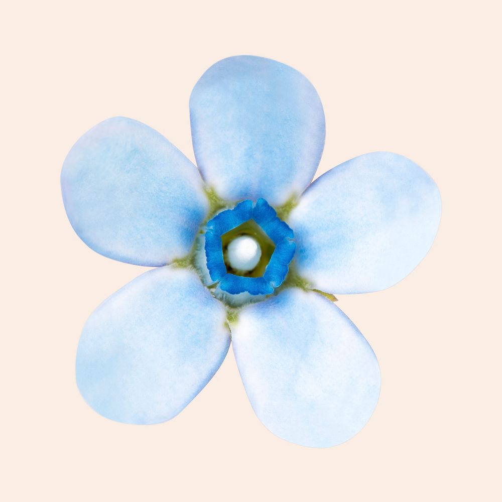 Forget me not flower, macro shot, isolated object psd