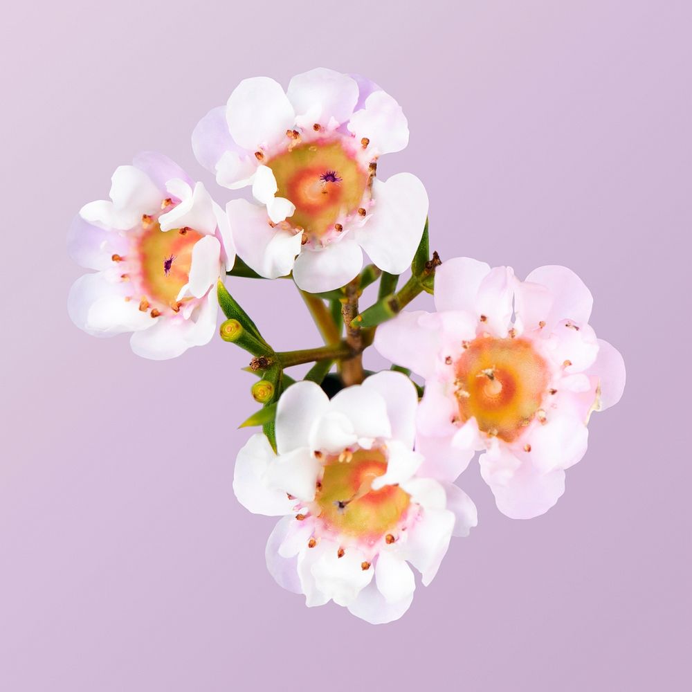 White wax flower, closeup shot