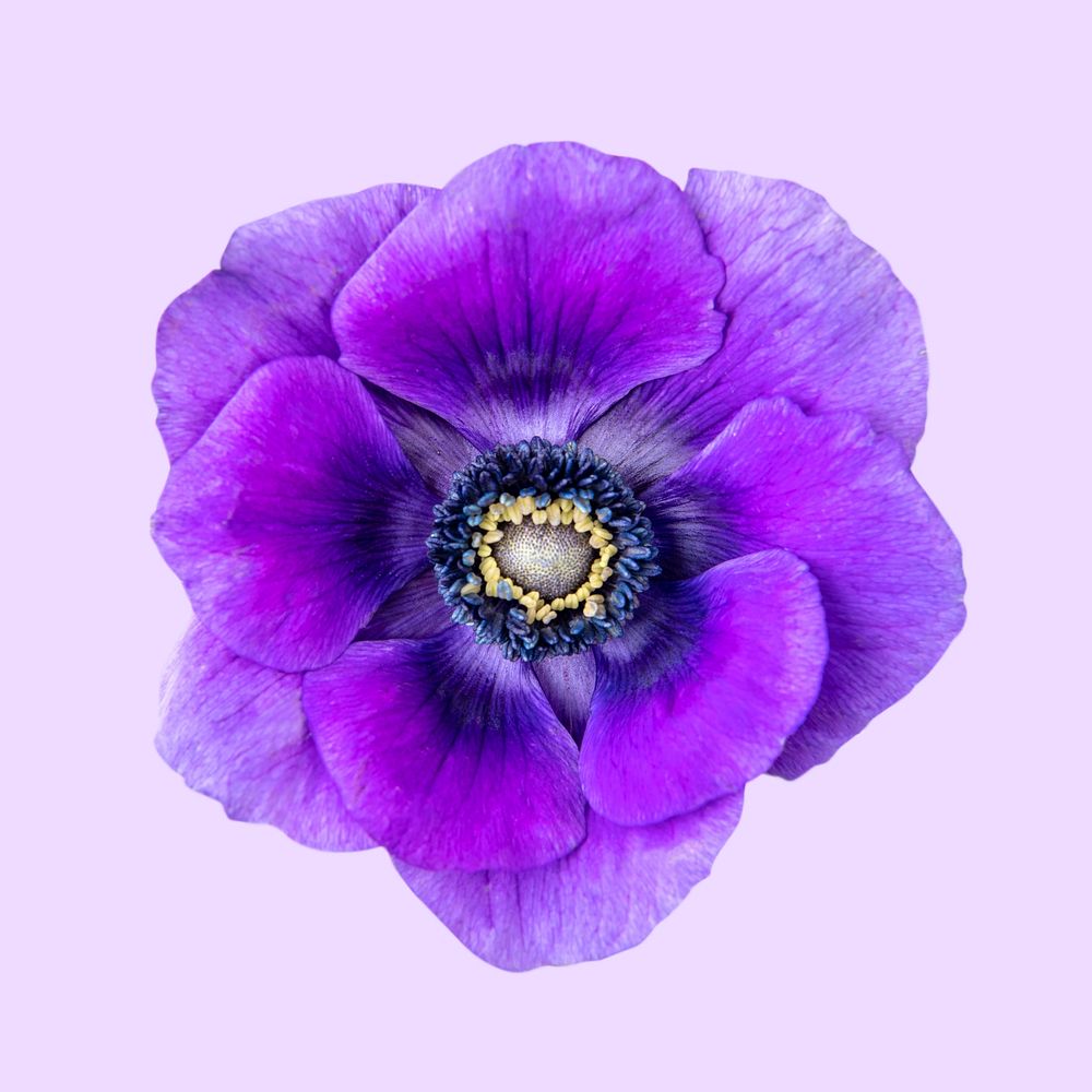 Purple anemone flower, closeup shot