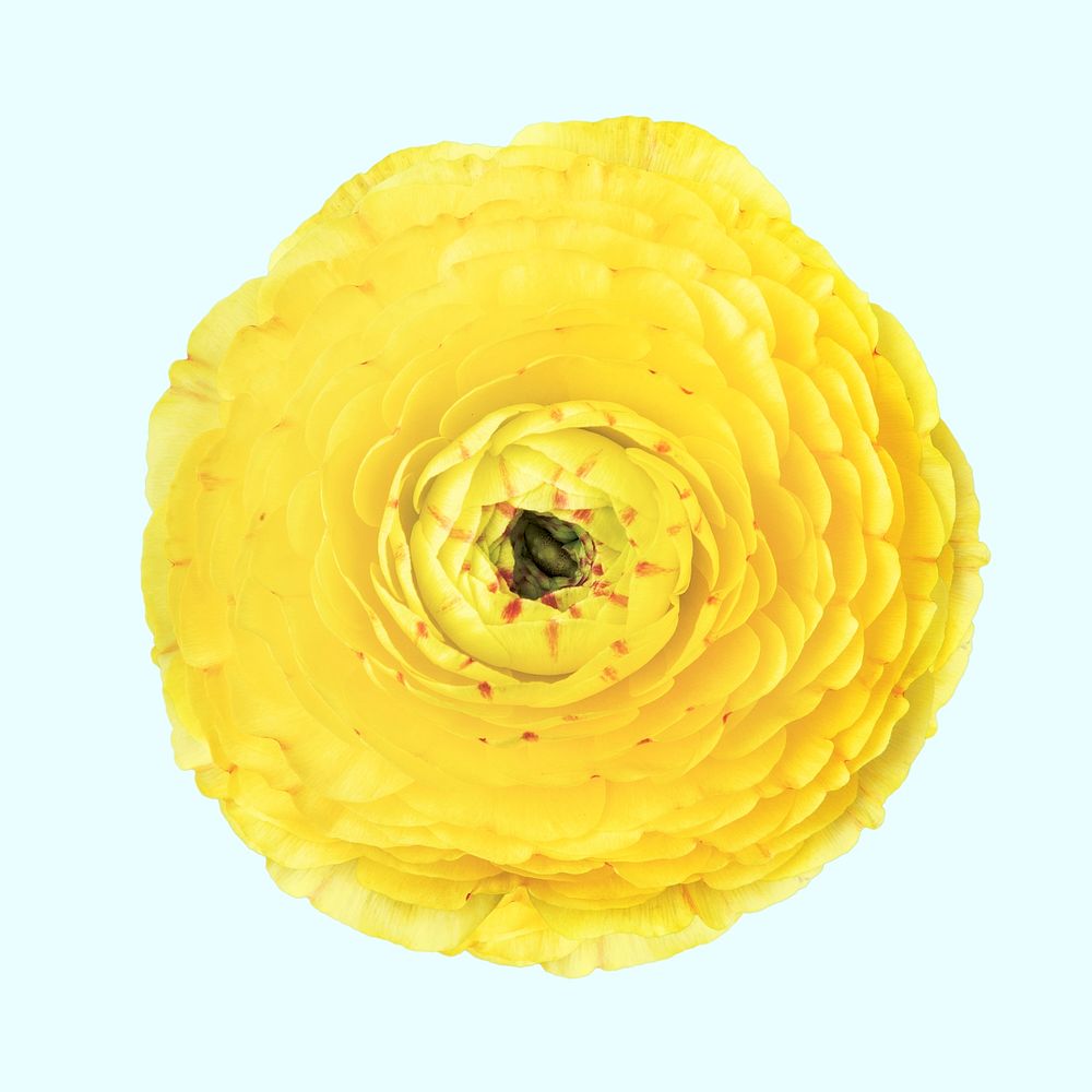Yellow ranunculus, collage element psd