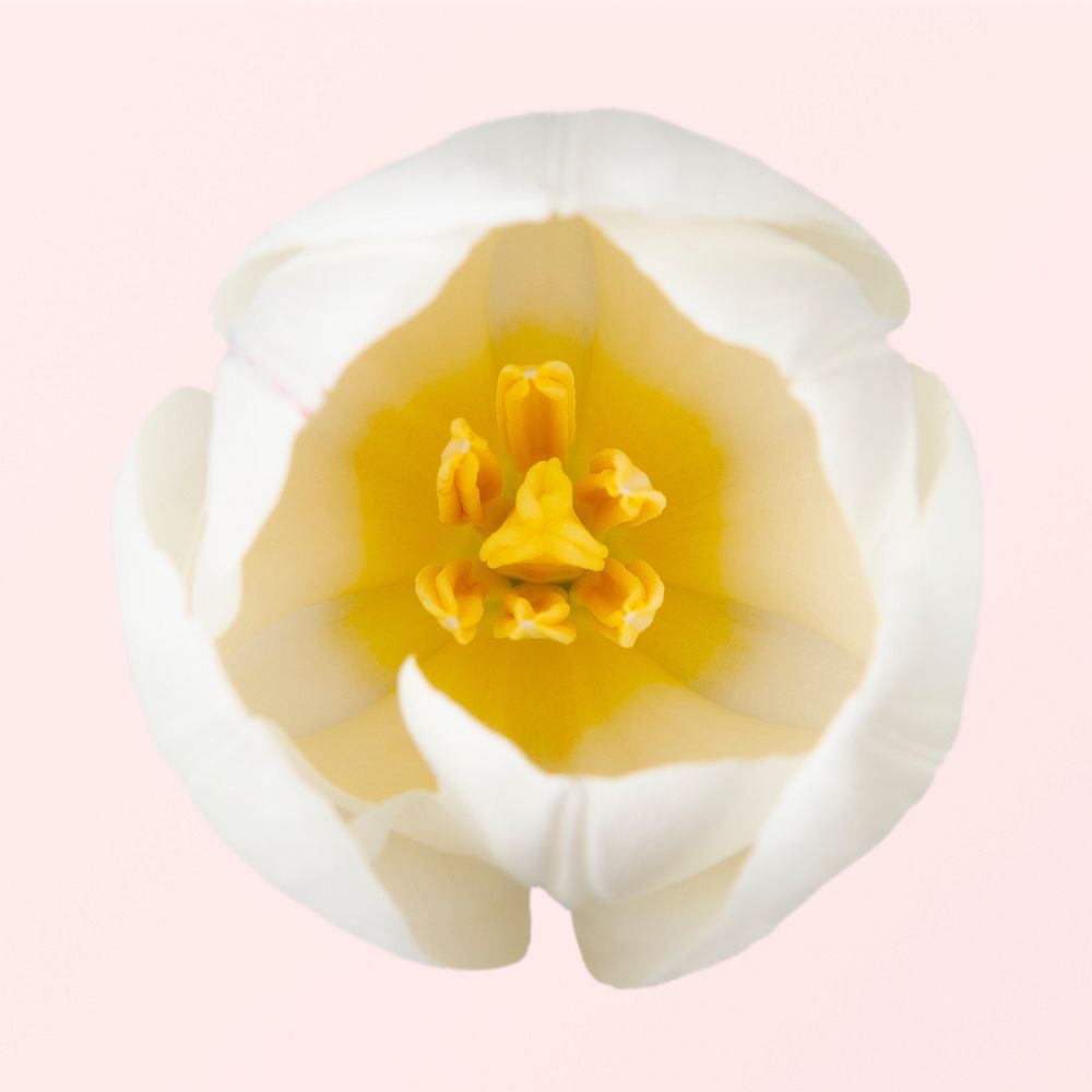 White tulip, collage element psd