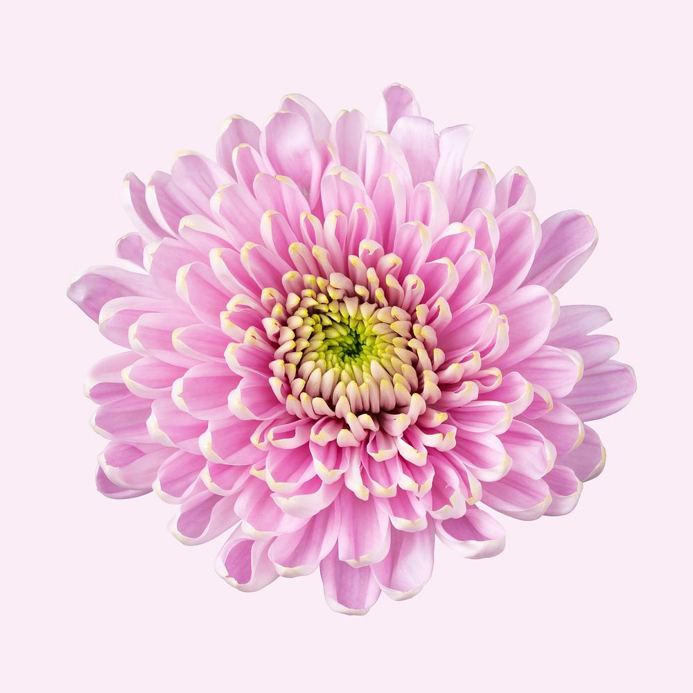 Pink chrysanthemum flower, closeup shot
