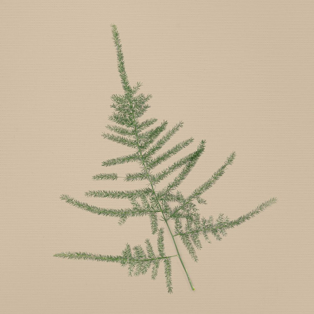 Asparagus fern, beige background design