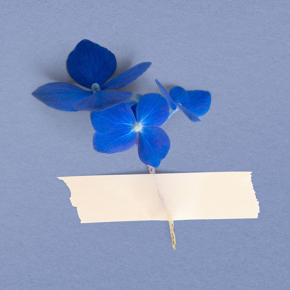 Blue hydrangea white paper tape | Free Photo - rawpixel
