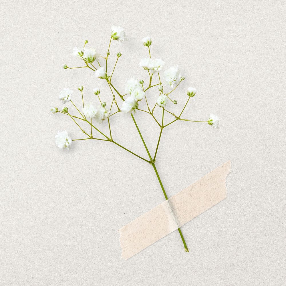 Gypsophila with white paper tape