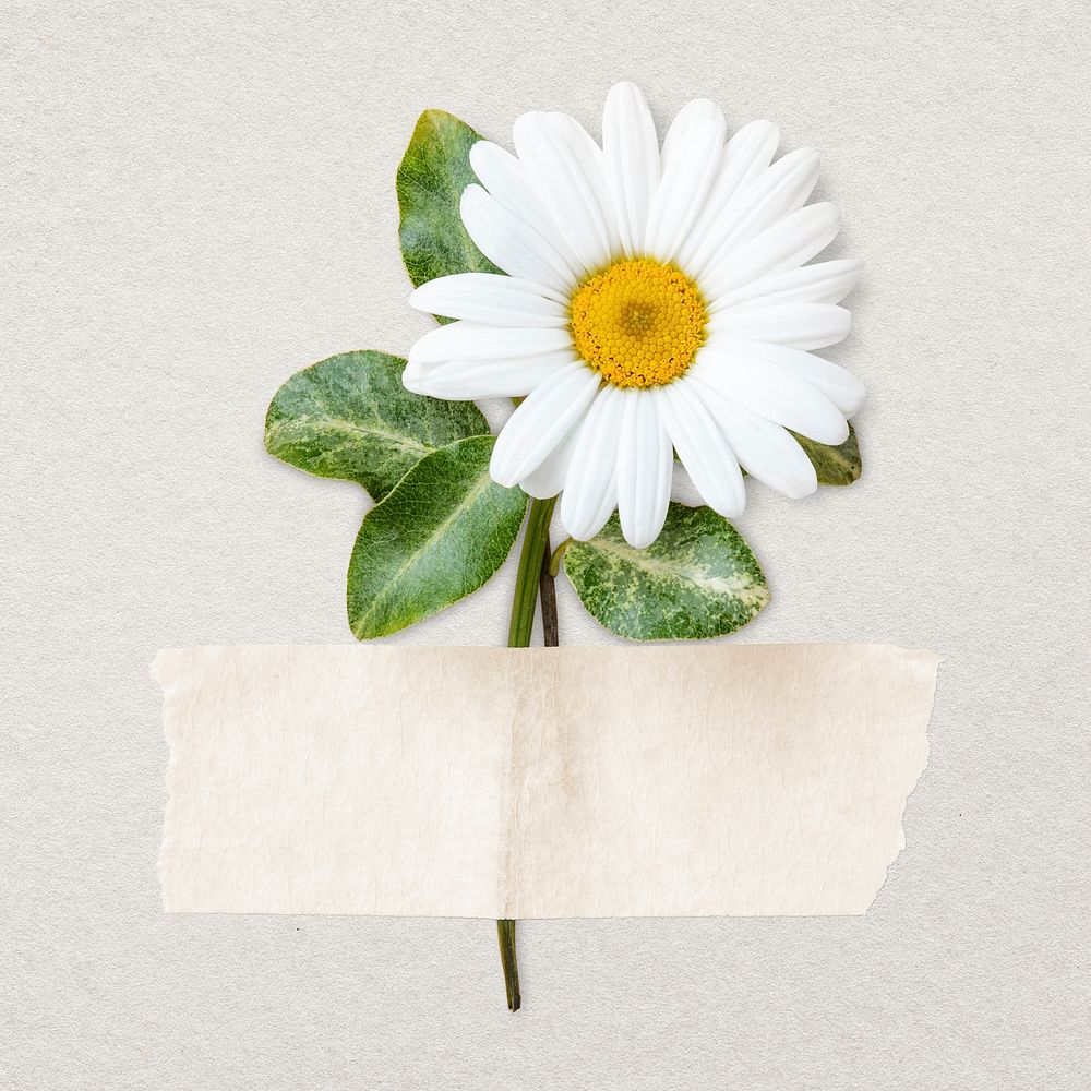 White daisy with white paper tape