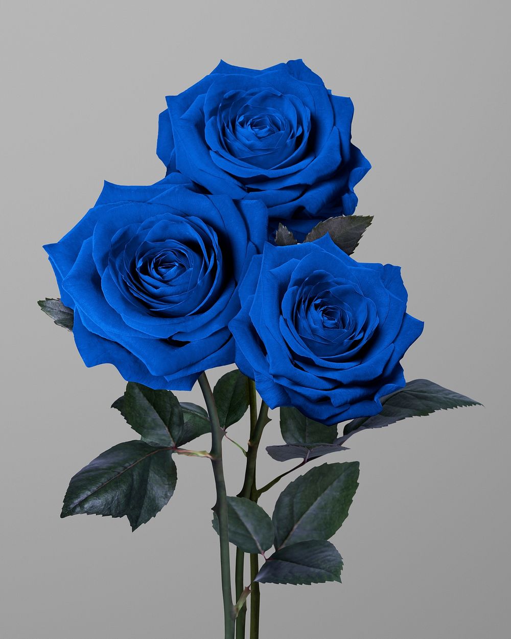 Beautiful blooming blue rose flower