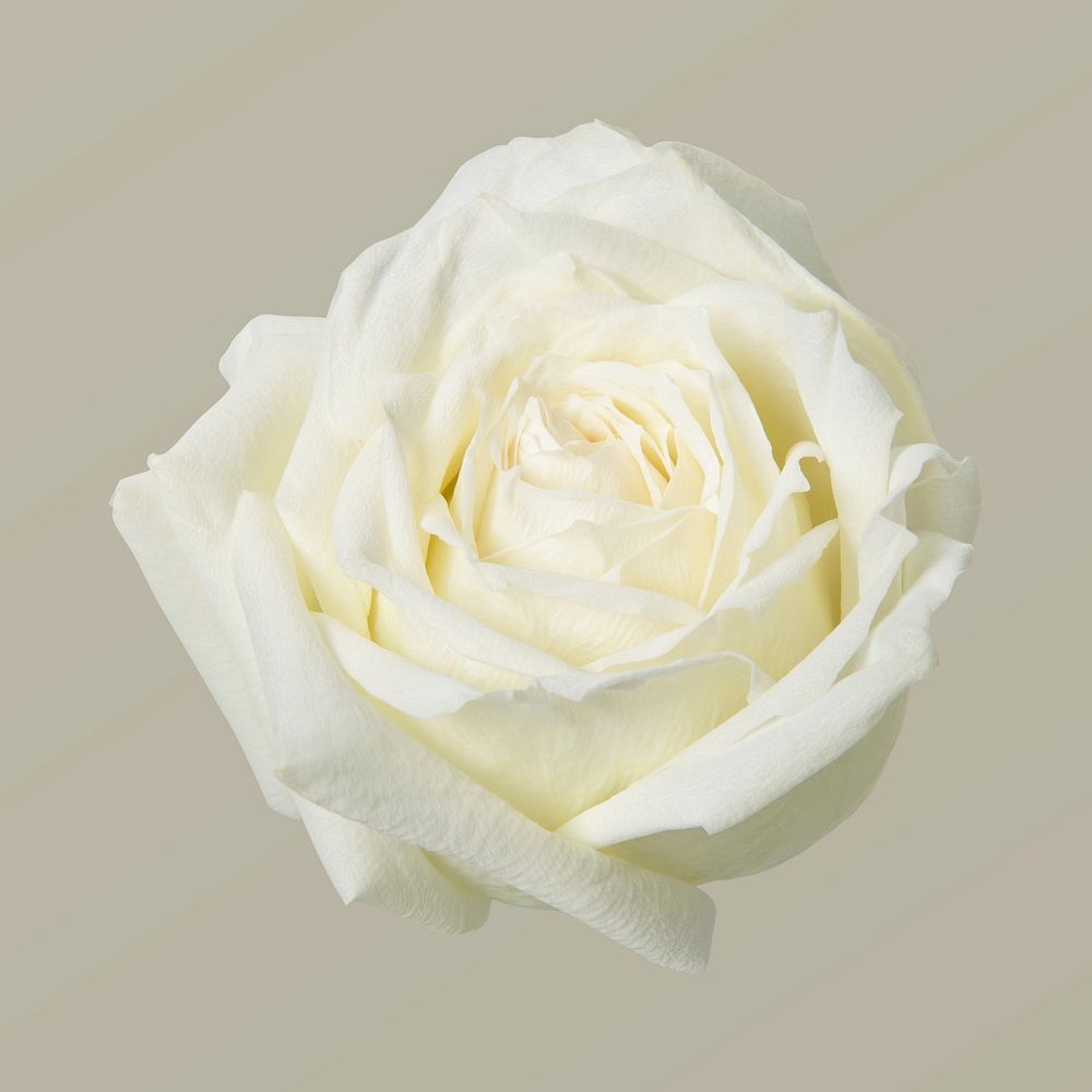 White rose flower, closeup shot