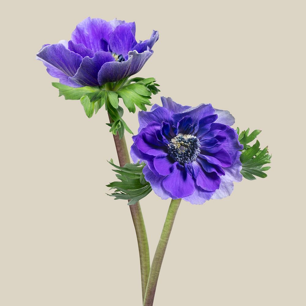 Purple anemone flowers, collage element psd