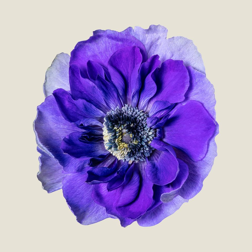 Purple anemone, collage element psd