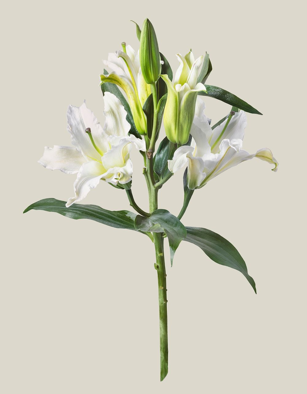 White lilies, collage element psd