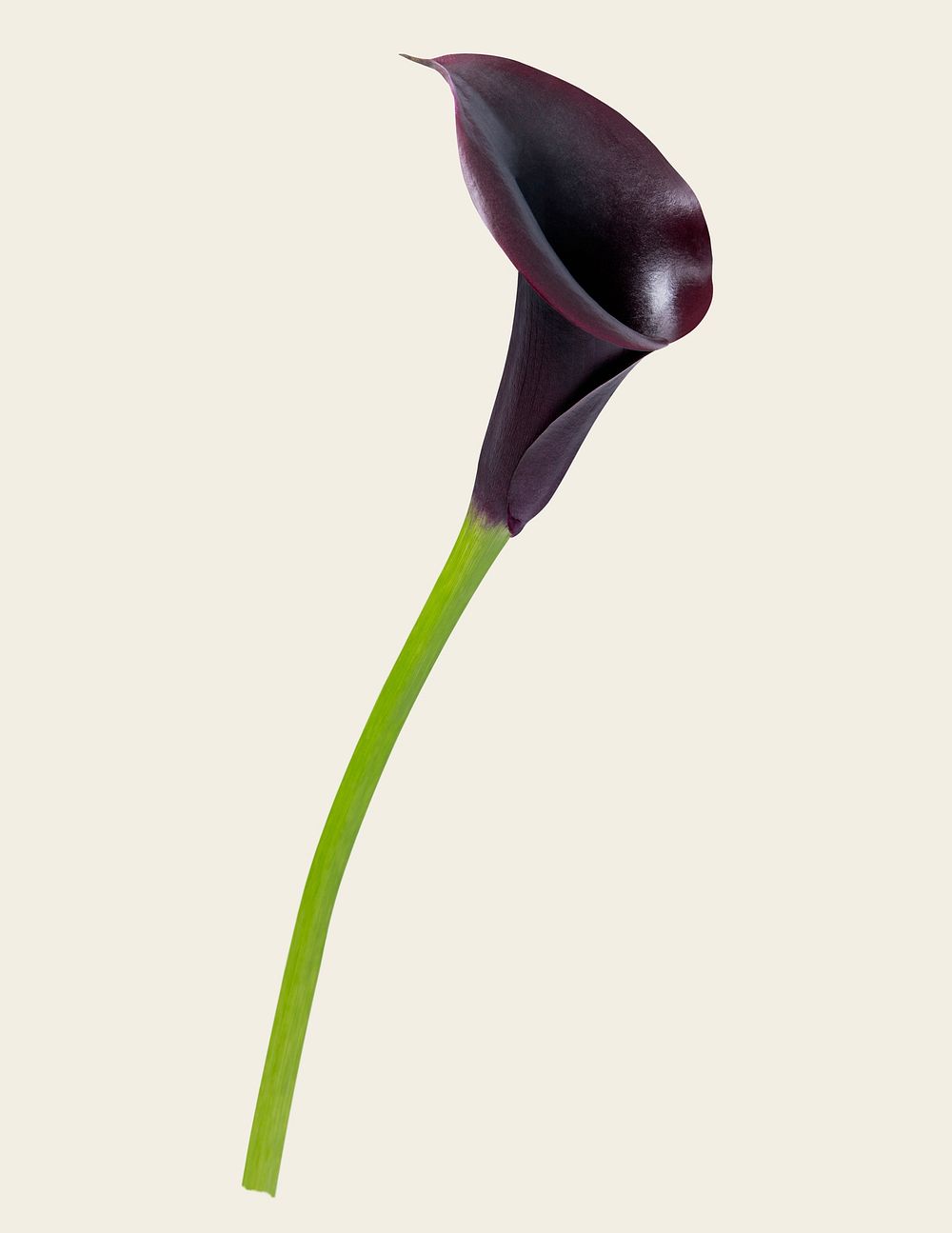 Purple calla lily, collage element psd