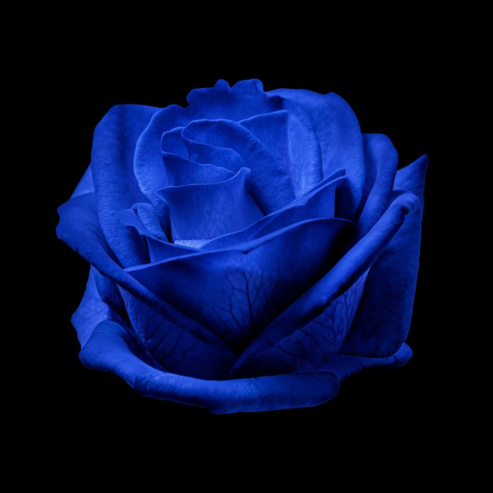 Blue rose flower, closeup shot