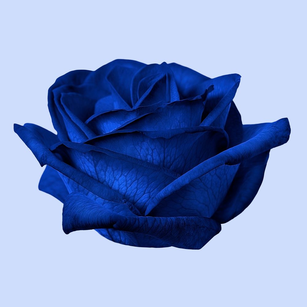 Beautiful blooming blue rose flower
