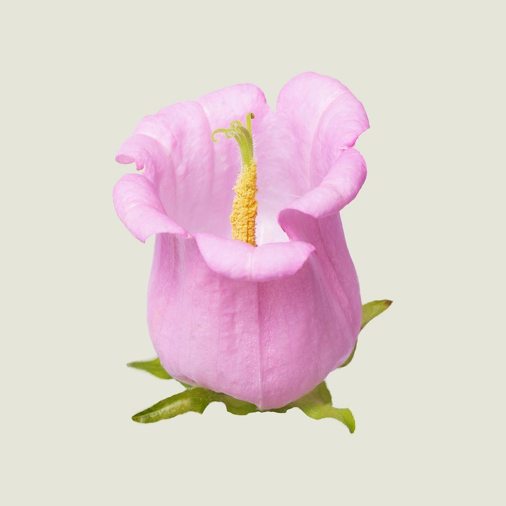Pink campanula flower, closeup shot