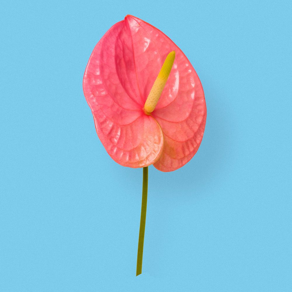 Pink anthurium leaf flower, botanical image psd