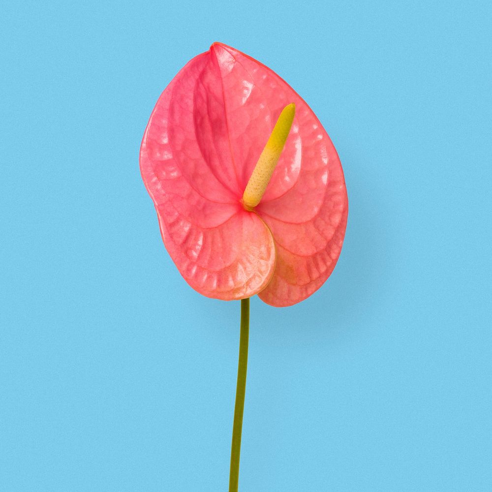 Pink laceleaf flower, aesthetic botanical image