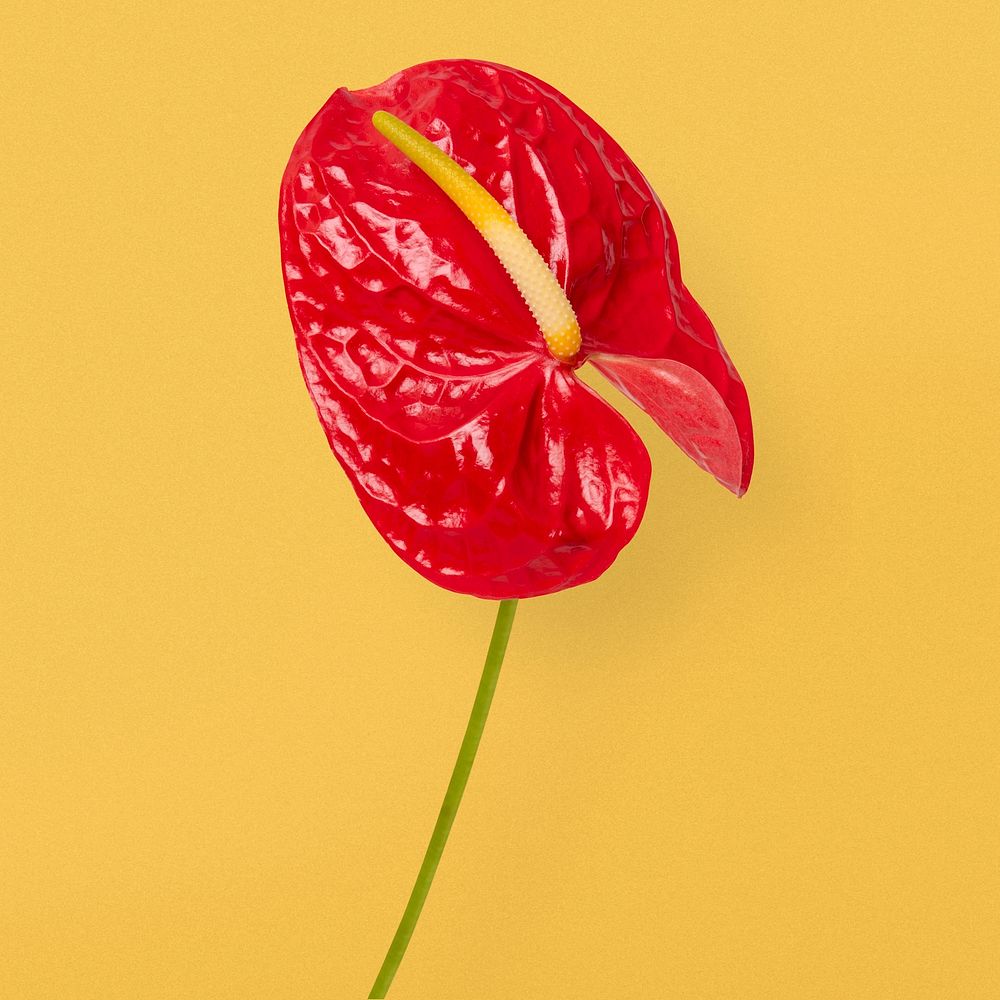 Red laceleaf flower, aesthetic botanical image