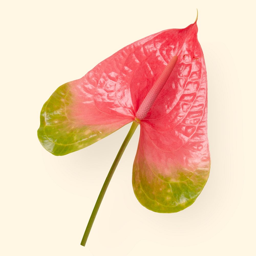 Pink anthurium leaf flower, botanical image psd