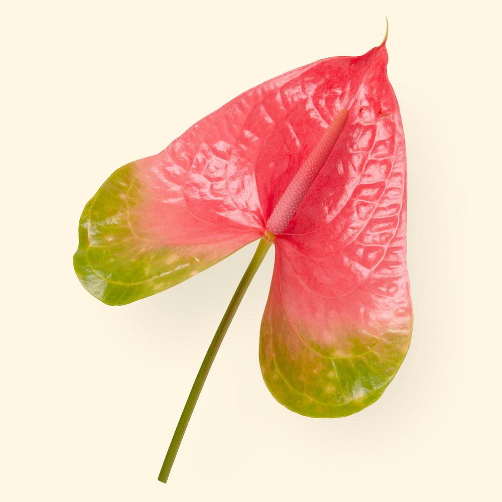 Pink laceleaf flower, aesthetic botanical image
