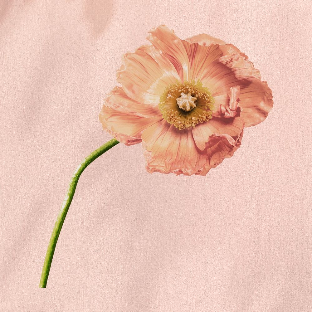 Pink poppy flower aesthetic design