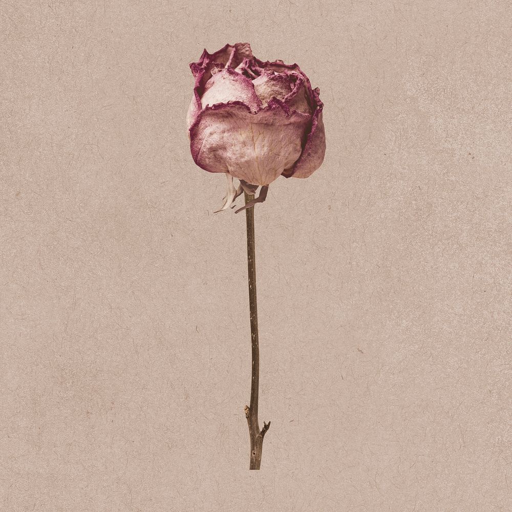 Dried pink rose aesthetic design