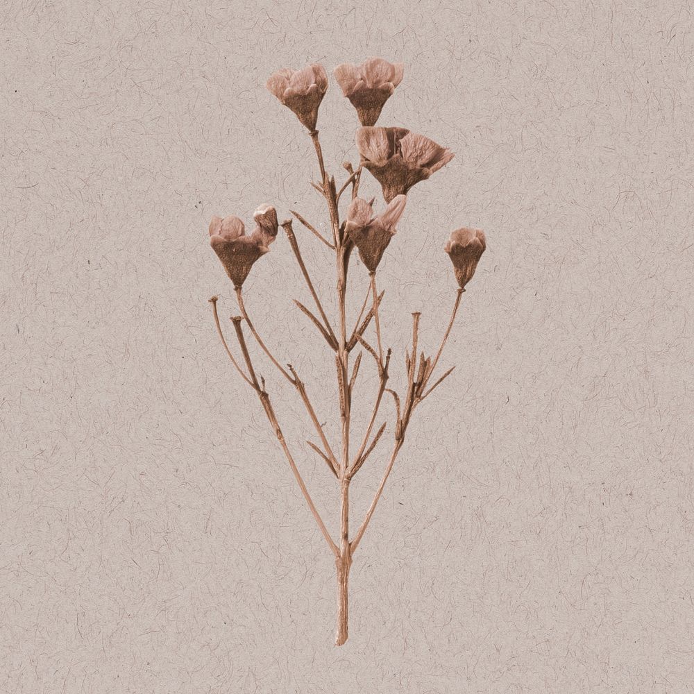 Dried pink wax flower collage element psd