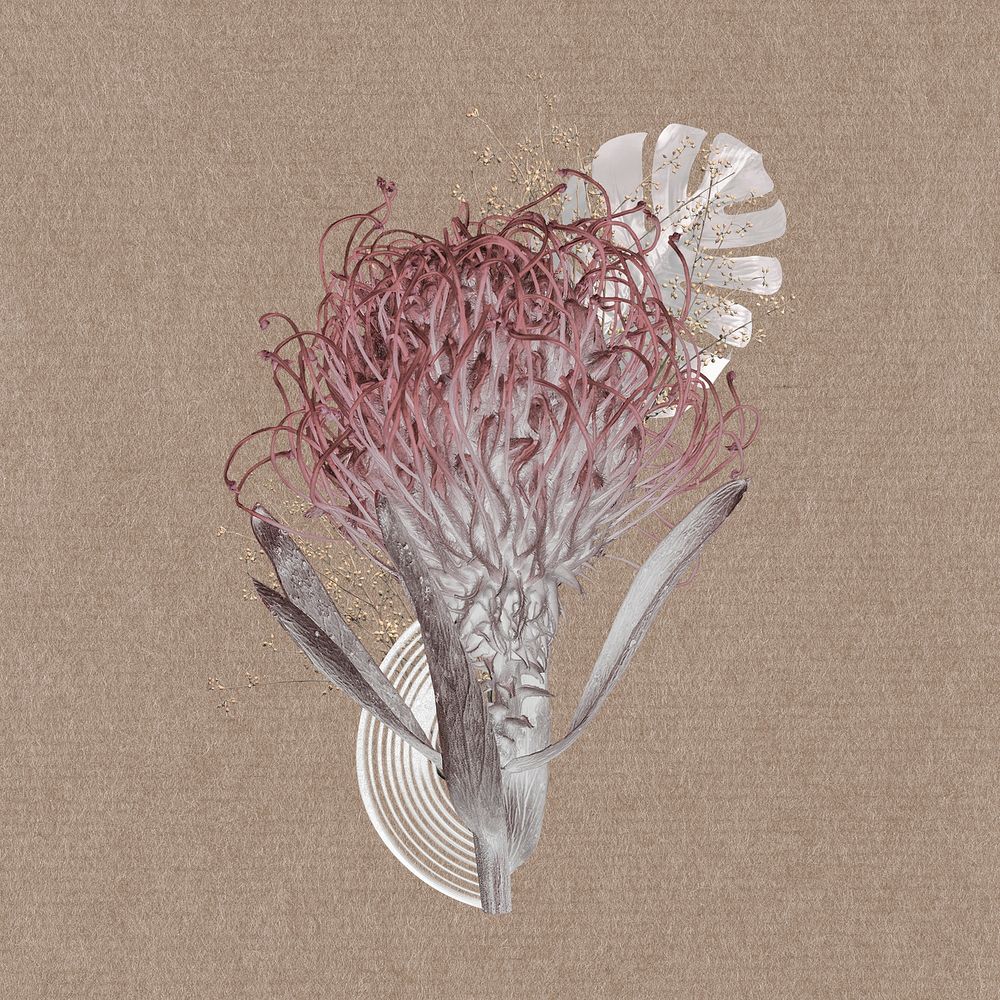 Aesthetic pincushion flower mixed media collage element psd
