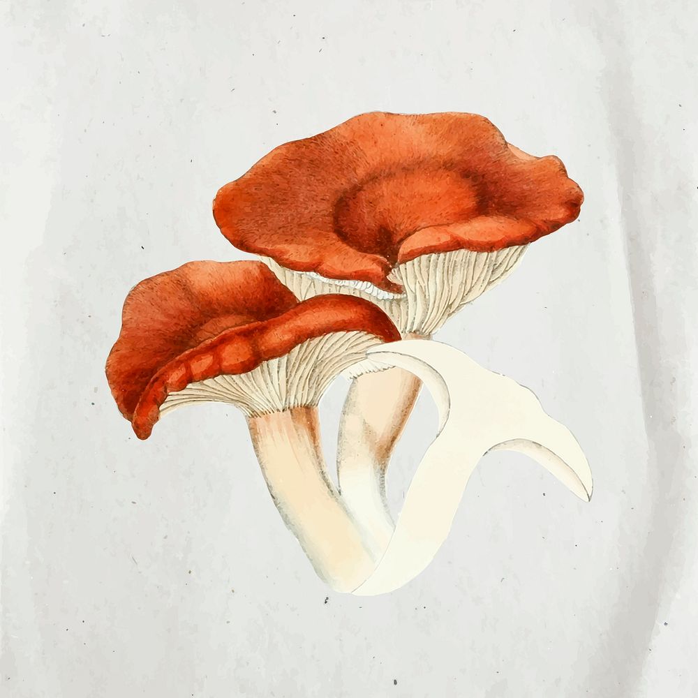 Mushroom collage illustration, scrapbook element sticker vector art 