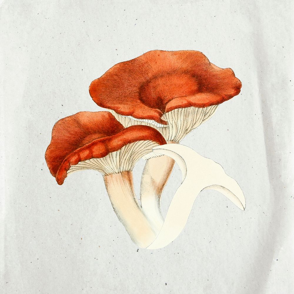 Mushroom collage illustration, scrapbook element sticker psd