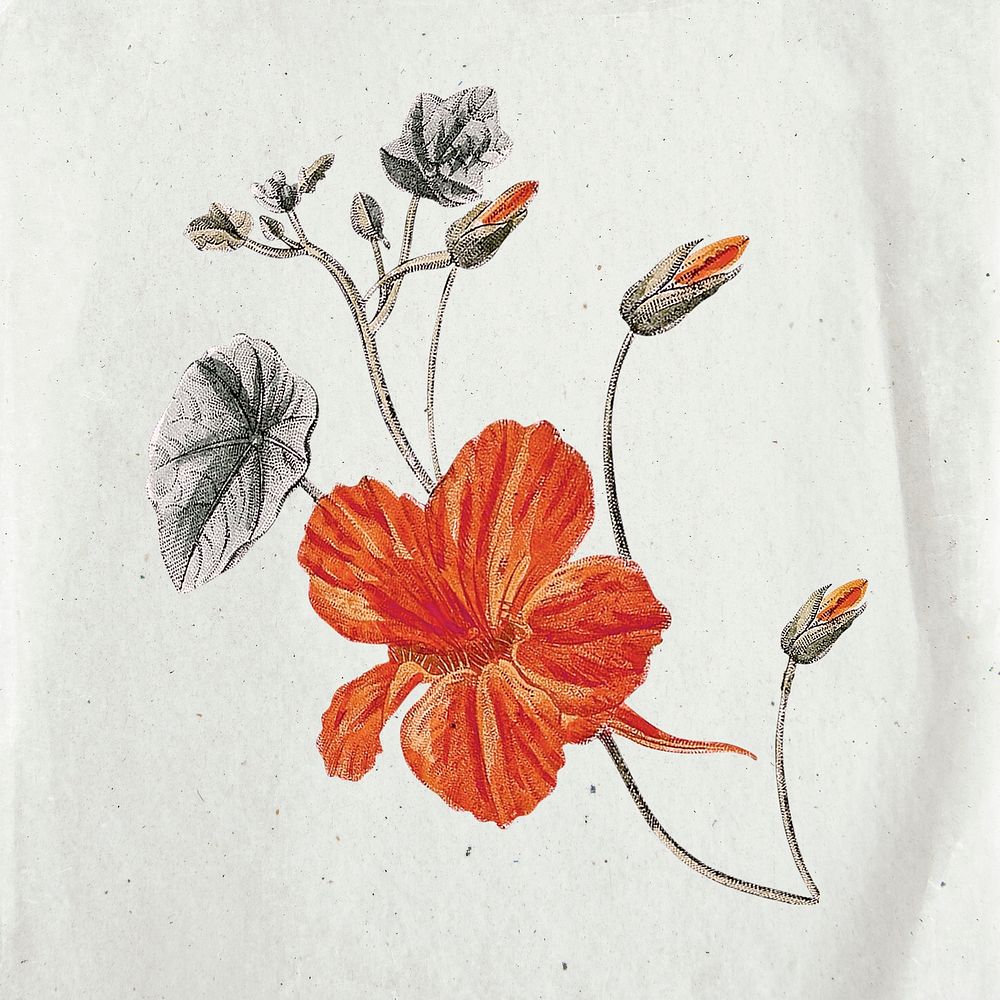 Vintage flower collage illustration, scrapbook element sticker psd