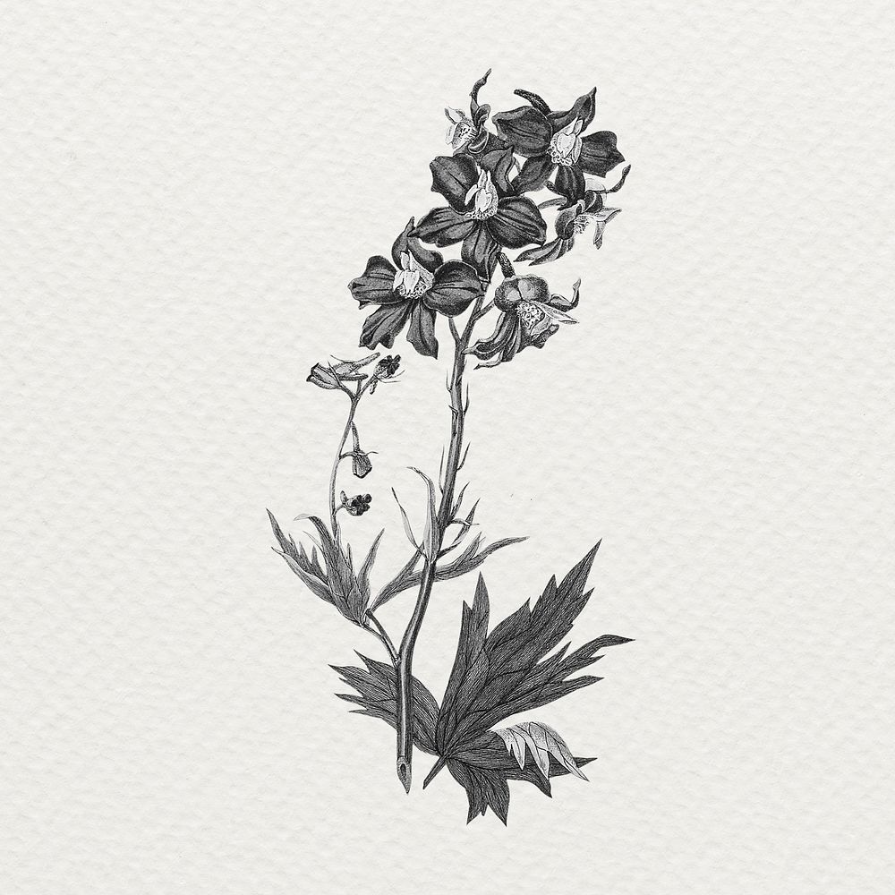 Flower collage illustration, black and white scrapbook element 