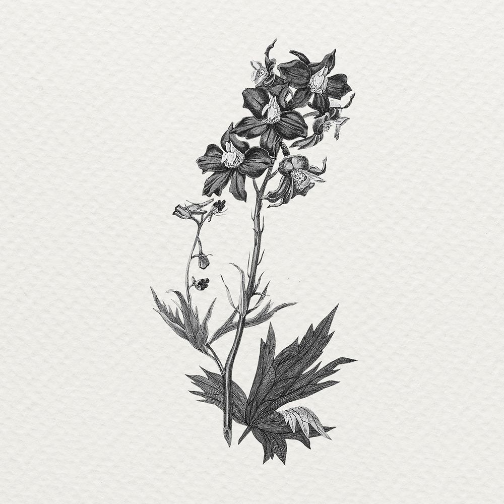 Flower collage illustration, black and white scrapbook element sticker psd