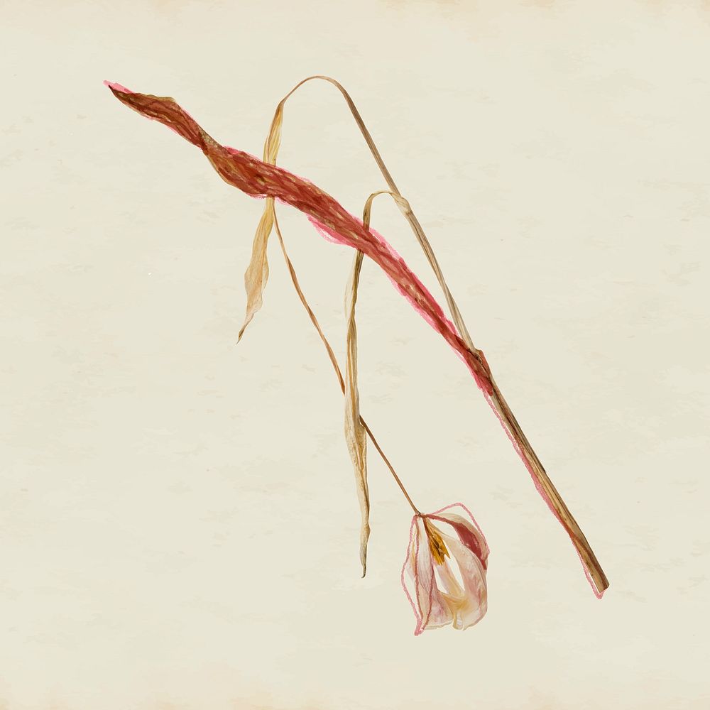 Dried flower clipart, Autumn aesthetic vector
