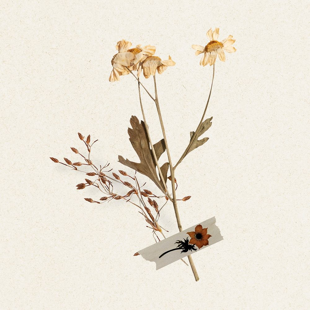 Daisy flower collage element, Autumn aesthetic design psd