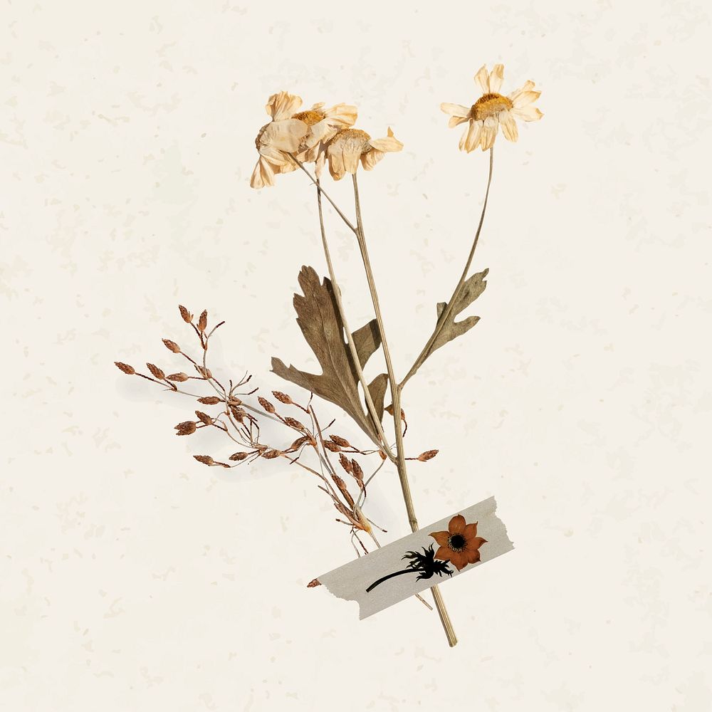 Daisy flower collage element, Autumn aesthetic design vector