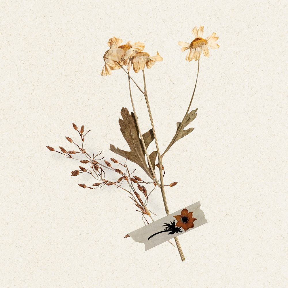 Daisy flower collage element, Autumn aesthetic design