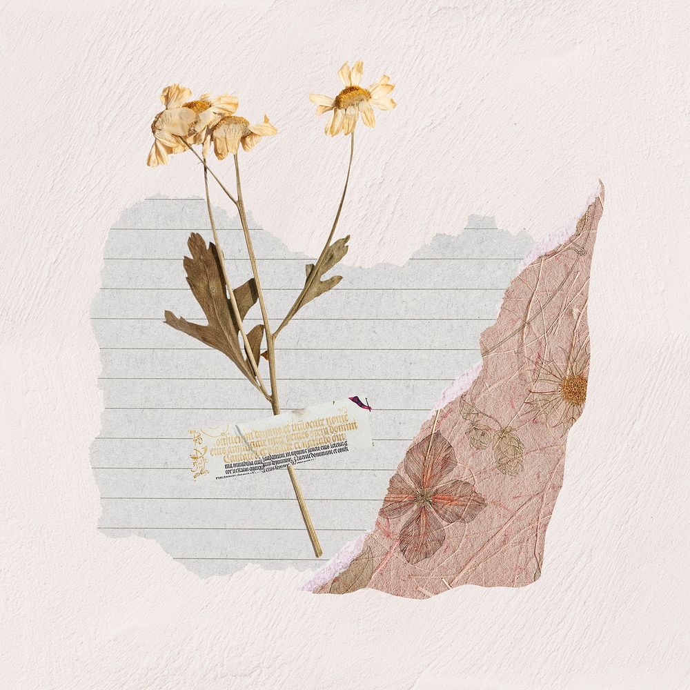 Dried daisy flower clipart, Autumn scrapbook collage, paper craft psd