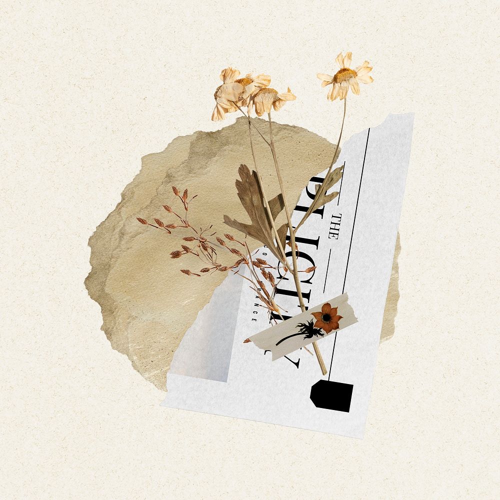 Dried daisy flower clipart, Autumn scrapbook collage, paper craft psd