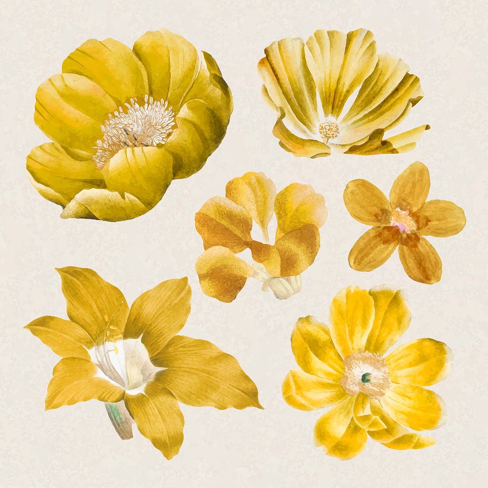 Flowers stickers, yellow botanical design set vector, remixed from original artworks by Pierre Joseph Redout&eacute;