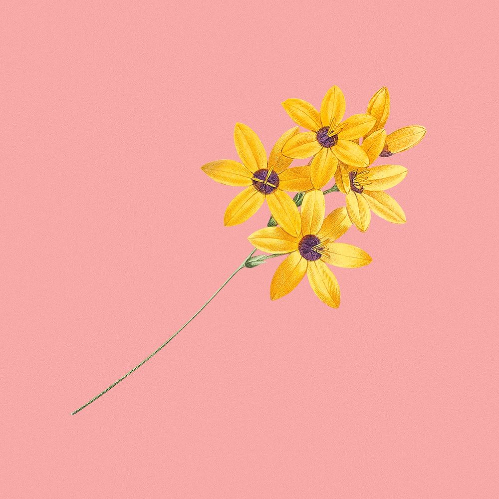 Yellow floral, vintage botanical design remixed from original artworks by Pierre Joseph Redout&eacute;
