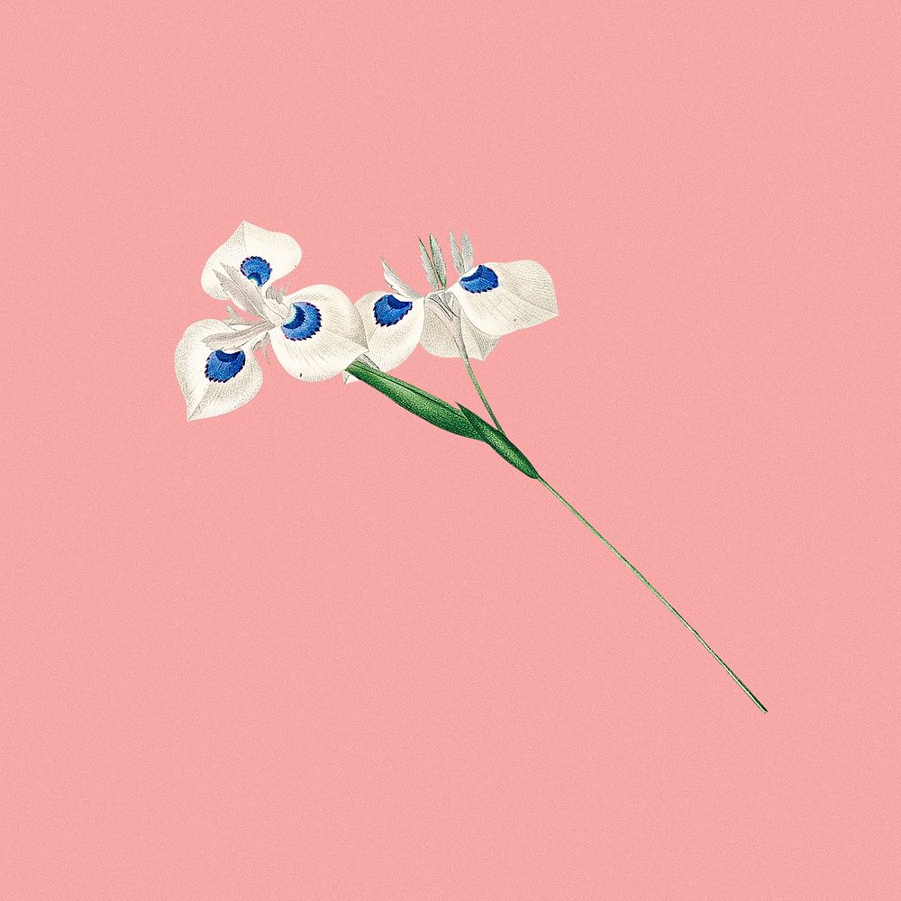 Vintage flower, white botanical design remixed from original artworks by Pierre Joseph Redout&eacute;