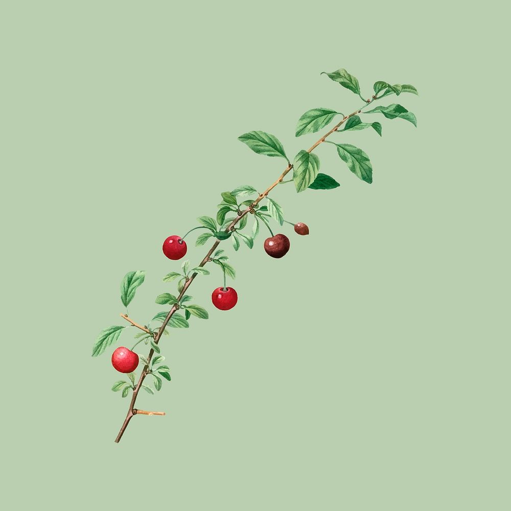 Berry branch sticker, vintage botanical design vector, remixed from original artworks by Pierre Joseph Redout&eacute;