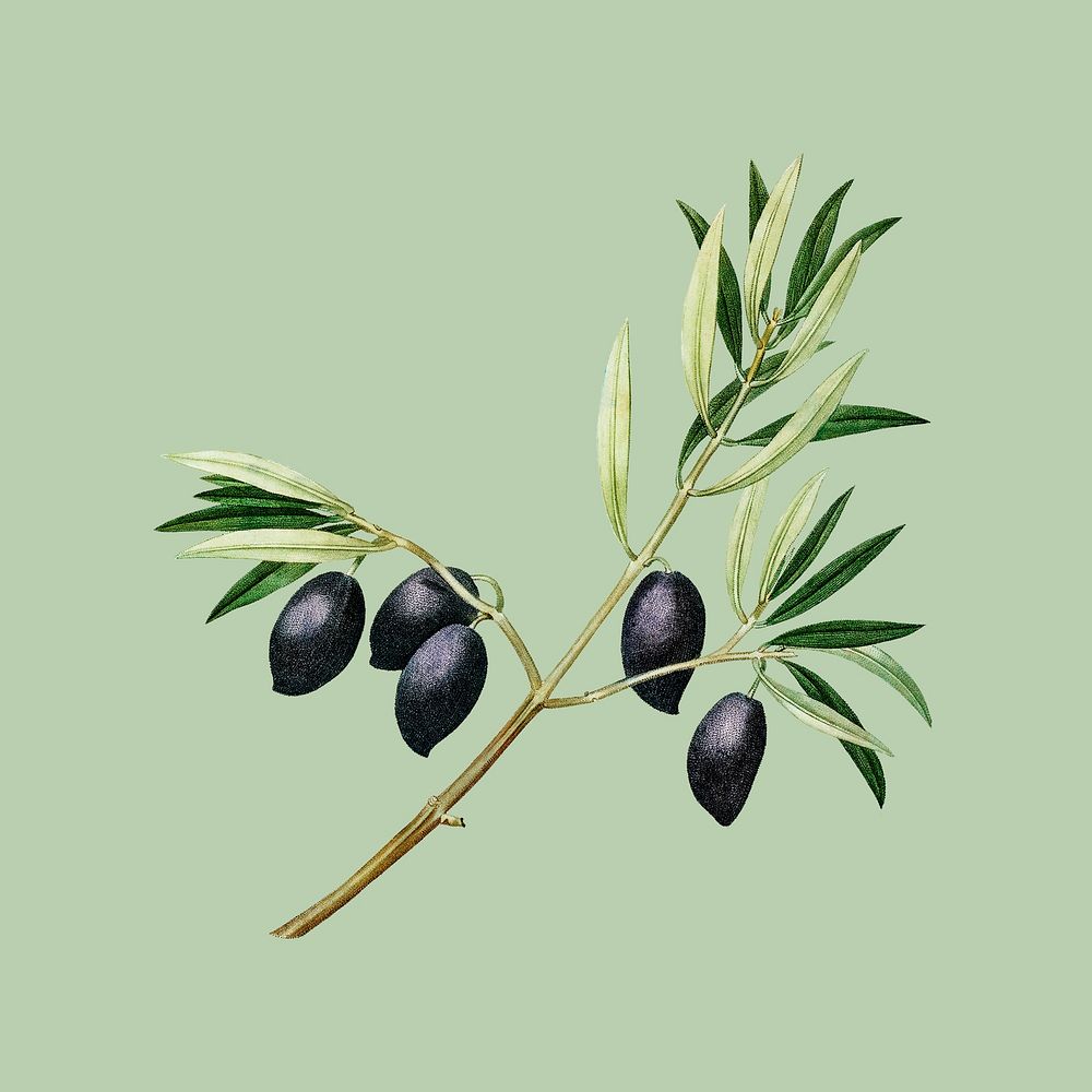Olive branch sticker, vintage botanical design psd, remixed from original artworks by Pierre Joseph Redout&eacute;