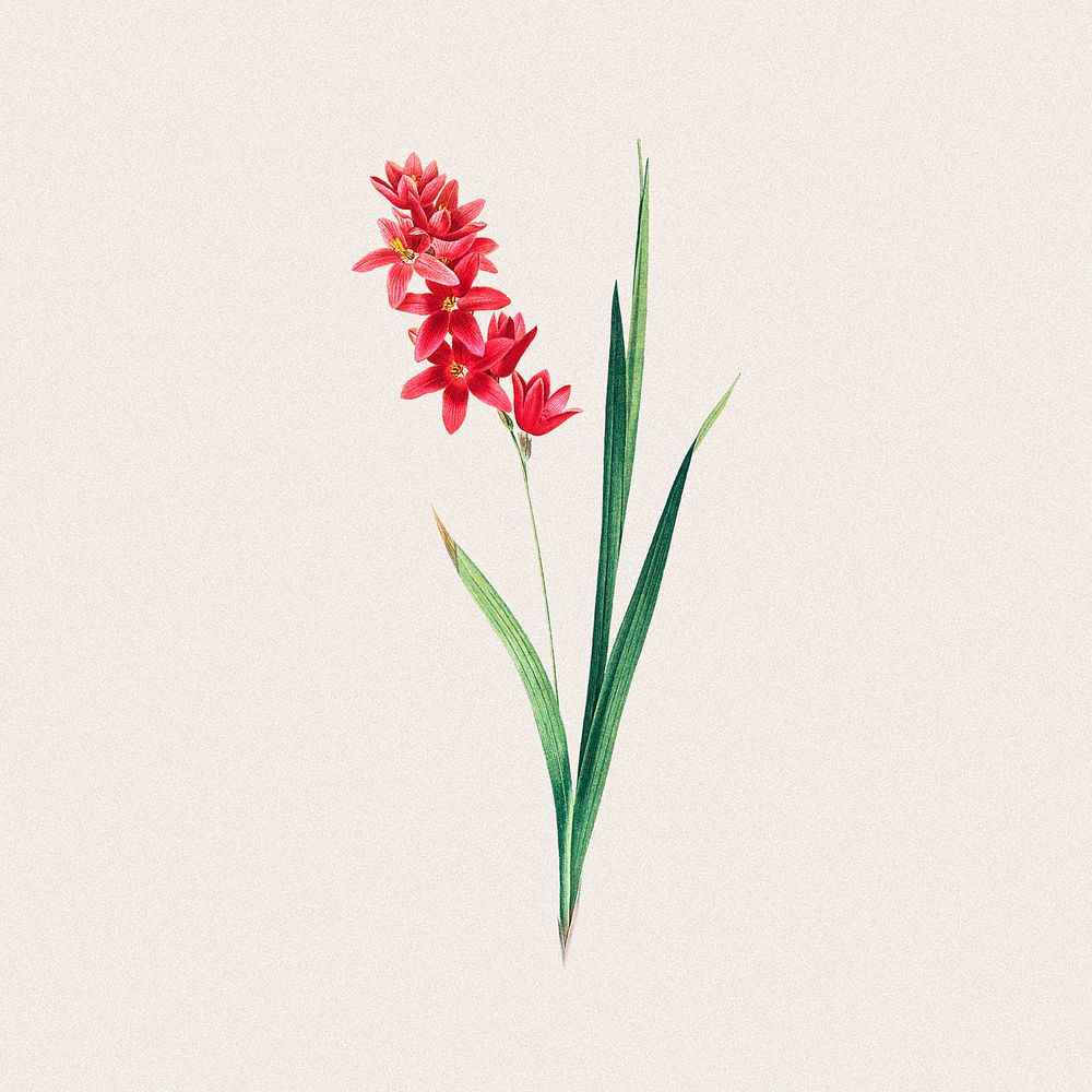 Red flower, vintage botanical design remixed from original artworks by Pierre Joseph Redout&eacute;