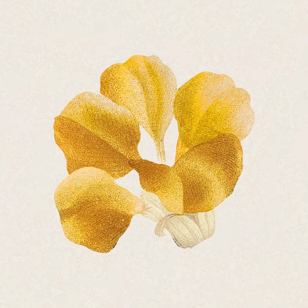 Yellow flower sticker, vintage botanical design vector, remixed from original artworks by Pierre Joseph Redout&eacute;